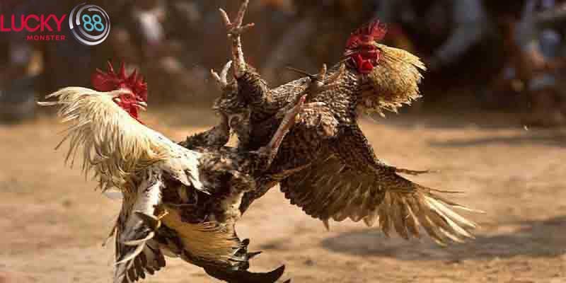 Giới thiệu về gà đá